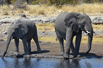 afrikanische Elefanten (loxodonta africana) am Wasserloch im Etosha Nationalpark