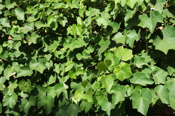 Fototapeta na wymiar grape leaves