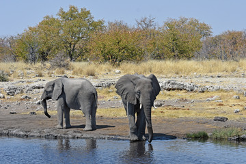 Obraz premium afrikanische Elefanten (loxodonta africana) am Wasserloch im Etosha Nationalpark