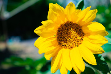 Fototapeta premium Sonnenblume