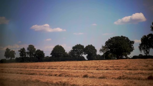 tree in the field