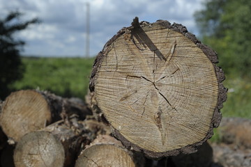 Texture. Tree. Logs. Firewood.