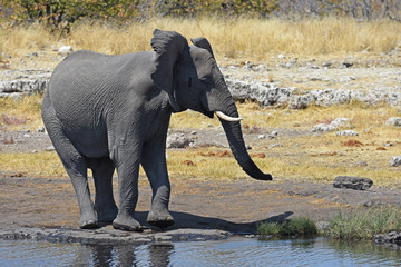 Afrikanischer Elefant (loxodonta africana) am Wasserloch im Etosha Nationalpark