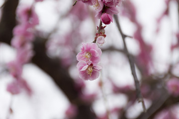 浜名湖ガーデンパークの梅／静岡県浜松市