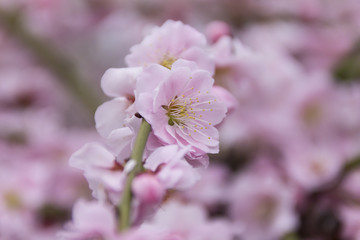 昇竜しだれ梅園／静岡県浜松市