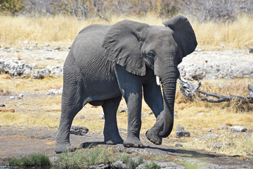 Afrikanischer Elefant (loxodonta africana) am Wasserloch im Etosha Nationalpark