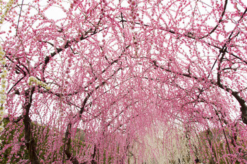 昇竜しだれ梅園／静岡県浜松市