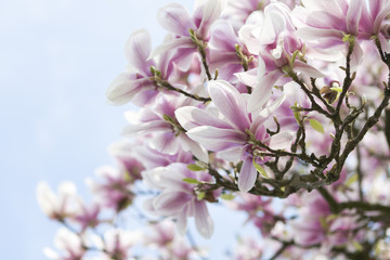Blooming magnolia in spring time