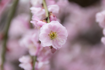 昇竜しだれ梅園／静岡県浜松市