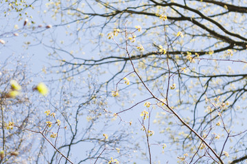 Forest and trees in spring time