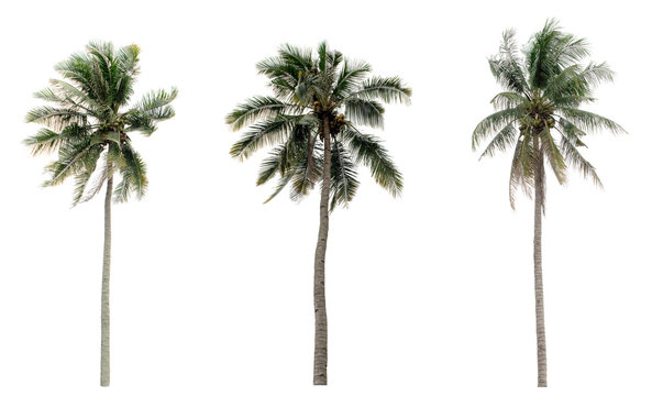 Green Coconut palm trees in the garden isolated on white background