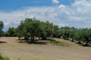 olive trees forest in spring time
