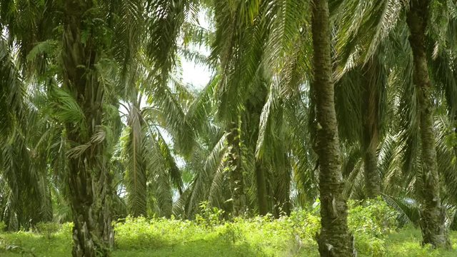 Palm oil plantation at Asia.