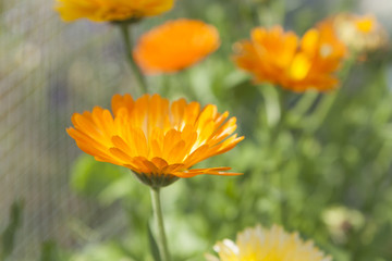 Blooming calendula officinalis in garden, marigold