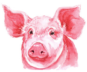 Isolated watercolor clipart with watercolor pig.