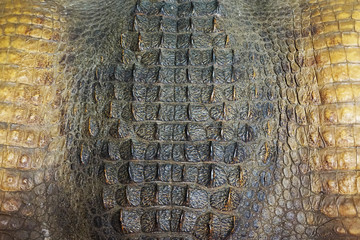 crocodile skin texture