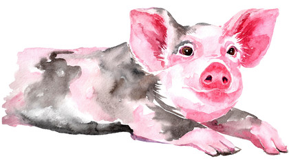 Isolated watercolor clipart with watercolor pig.