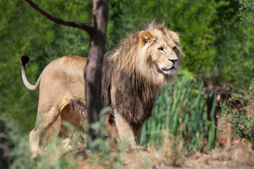 Lion male
