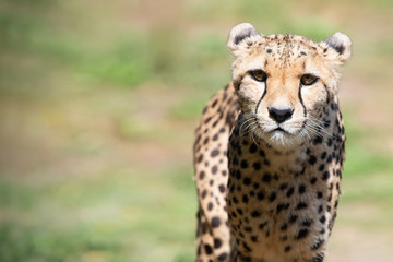 Cheetah