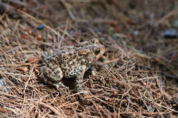 Northern Toad