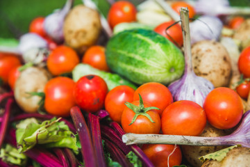 Assorted harvested vegetable, background, healthy fresh vegetables, organic produce on farmer market