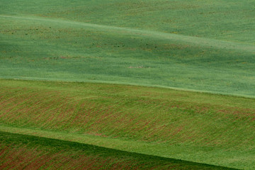 Obraz premium The lines of green hills create beautiful patterns like waves. Partially illuminated by the sun. Beautiful background