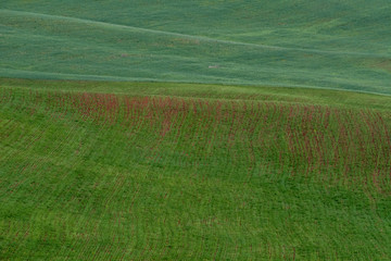 Obraz premium The lines of green hills create beautiful patterns like waves. Partially illuminated by the sun. Beautiful background