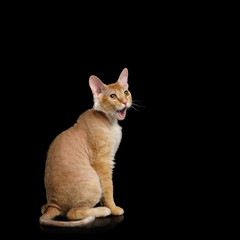 Surpraised Ginger Sphynx Cat Sitting with opened mouth Stare up on Isolated Black background