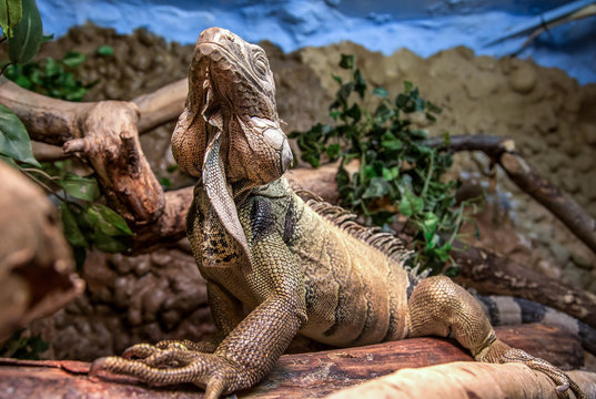 Echse beim Posing