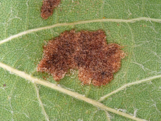 Macro detail of vine leaf showing gall underside, effect of Grape erineum mite. Vineyard problem....
