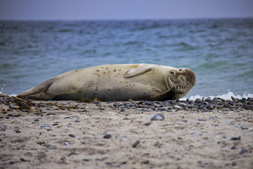 Harbor seal lying on the beach. D&uuml;ne, Helgoland, Germany.