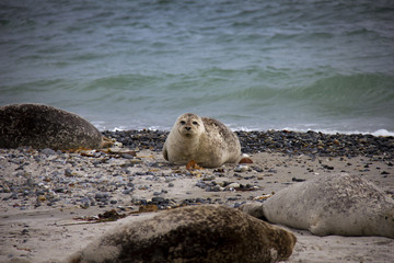 Naklejka premium Harbor seal lying on the beach. Düne, Helgoland, Germany.