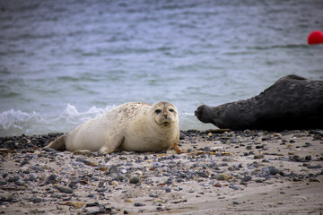 Naklejka premium Harbor seal lying on the beach. Düne, Helgoland, Germany.