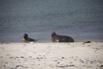 Fototapeta premium Seals on the beach. Düne, Helgoland, Germany.