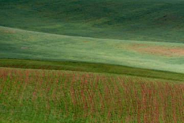 Obraz premium The lines of green hills create beautiful patterns like waves. Partially illuminated by the sun. Beautiful background