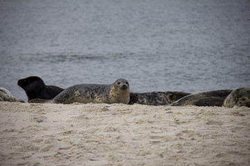 Harbor Seal lying on the beach. Düne, Helgoland, Germany.