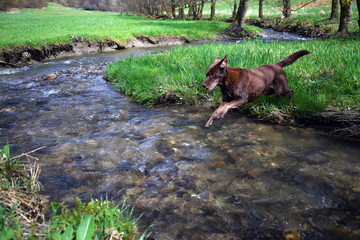 Brauner Labrador springt in Fluss