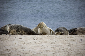 Naklejka premium Seals lying on the beach. Düne, Helgoland, Germany.