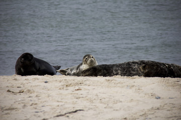 Harbor seal on the beach. Düne, Helgoland, Germany.