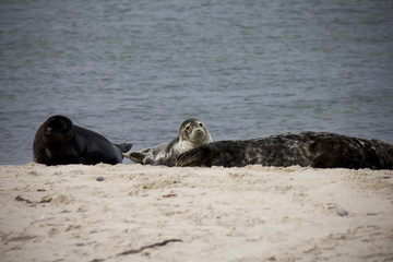 Fototapeta premium Harbor seal on the beach. Düne, Helgoland, Germany.