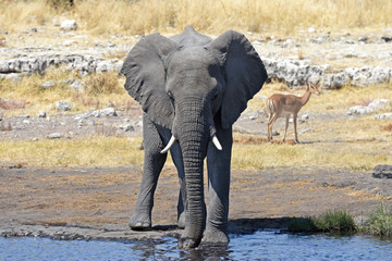 Fototapeta premium Afrikanischer Elefant (loxodonta africana) am Wasserloch im Etosha Nationalpark