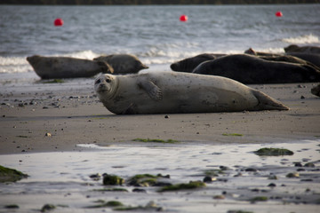 Harbor seal lying on the beach. Düne, Helgoland, Germany.