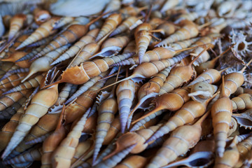 Seashells for sale on a beach.  Souvenir of  tropical summer vacation. Seashells in basket. Vacation and holiday souvenirs. Travel  concept.  Different seashells, background. Selective focus.