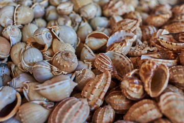 Seashells for sale on a beach.  Souvenir of  tropical summer vacation. Seashells in basket. Vacation and holiday souvenirs. Travel  concept.  Different seashells, background. Selective focus.