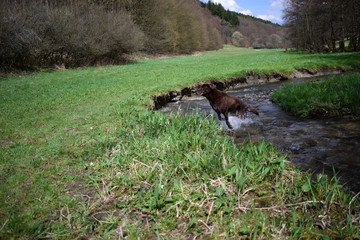 Brauner Labrador springt aus Fluss