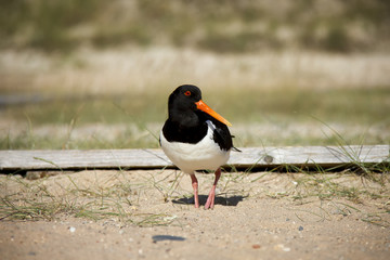 Eurasian Oystercatcher on the beach. Düne, Helgoland, Germany.