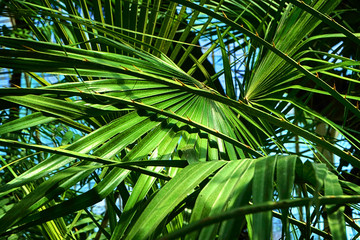 Fototapeta na wymiar palm tree leaf texture