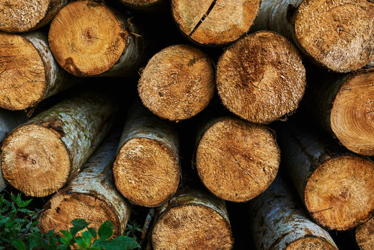 Close up of cut tree trunk. Background chopped firewood logs stacked up on top of each other in a pile. Logs of wood, cross cut. Stump stack background. Logs of trees in nature. A lot of cutted logs.