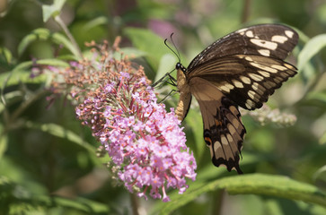 Swallowtail Butterfly on pink bush 4