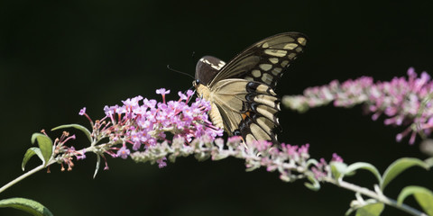Swallowtail Butterfly on pink bush 5